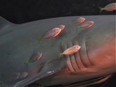 Pseudocaranx georgianus