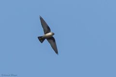 Ptyonoprogne rupestris