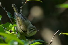 Phylloscopus tytleri