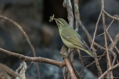 Phylloscopus tytleri