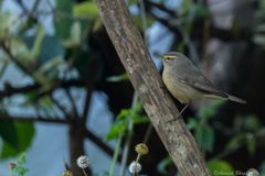 Phylloscopus griseolus