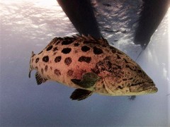 Epinephelus tukula