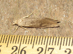 Acrolophus mortipennella