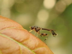 Sphegina