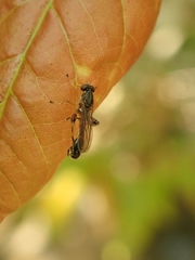 Sphegina