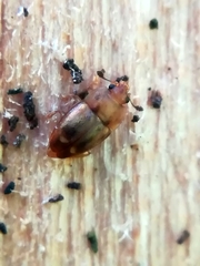 Epuraea imperialis