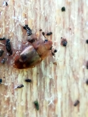 Epuraea imperialis