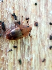 Epuraea imperialis