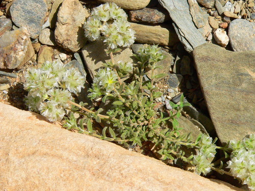 Paronychia chlorothyrsa image