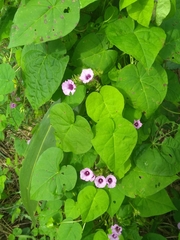 Ipomoea amnicola