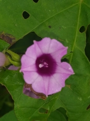 Ipomoea amnicola