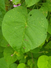 Ipomoea amnicola