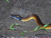 Northern White-lipped Python - Photo (c) Huda Wiradarma, some rights reserved (CC BY-NC), uploaded by Huda Wiradarma