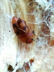 Epuraea ocularis