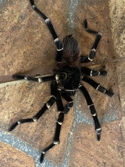 Acanthoscurria geniculata