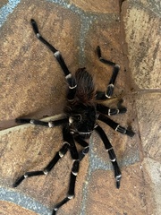 Acanthoscurria geniculata