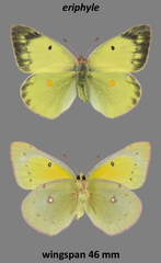 Colias philodice eriphyle