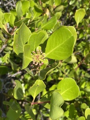 Aegiceras corniculatum