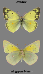Colias philodice eriphyle