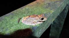 Rhacophorus margaritifer