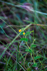 Aeschynomene brevifolia