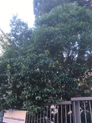 Ligustrum lucidum