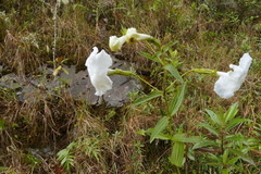 Escobedia grandiflora