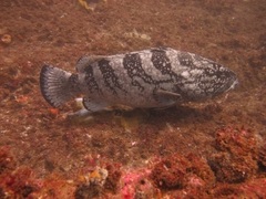 Epinephelus daemelii
