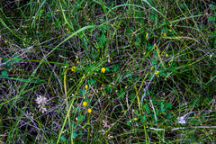 Aeschynomene brevifolia