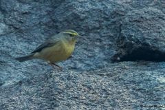 Phylloscopus griseolus