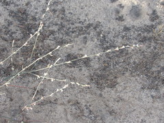 Polygonum arenarium