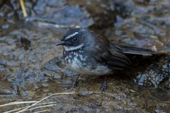 Rhipidura albogularis