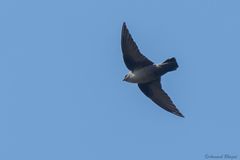 Ptyonoprogne rupestris