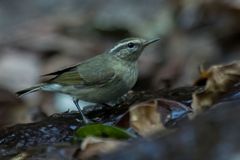 Phylloscopus tytleri