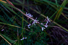 Brachystelma rubellum