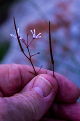 Brachystelma rubellum