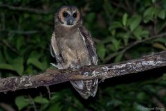 Strix leptogrammica