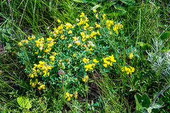 Crotalaria macrocarpa