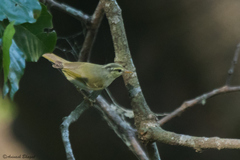 Phylloscopus occipitalis