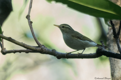 Phylloscopus occipitalis