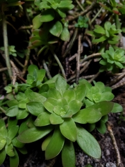 Sedum palmeri