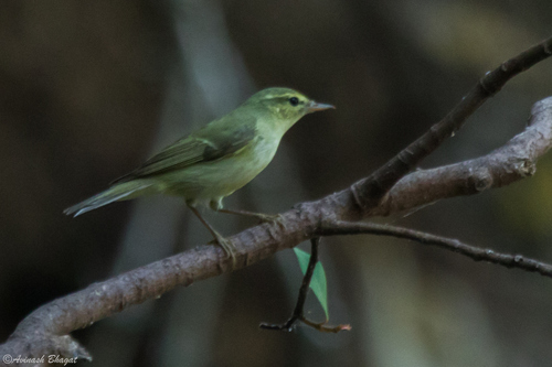 Green Warbler