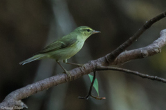 Green Warbler photo 2