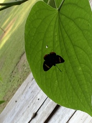 Melanis electron melantho