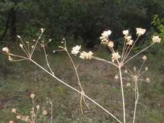 Taeniopetalum arenarium