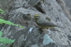 Phylloscopus griseolus