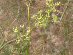 Peucedanum ruthenicum