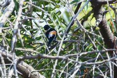 Pericrocotus erythropygius