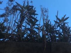 Kalanchoe × houghtonii