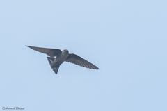 Ptyonoprogne rupestris